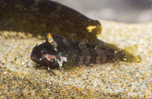 Klipfish (Calliclinus geniguttatus) — Labrisomidae — 4