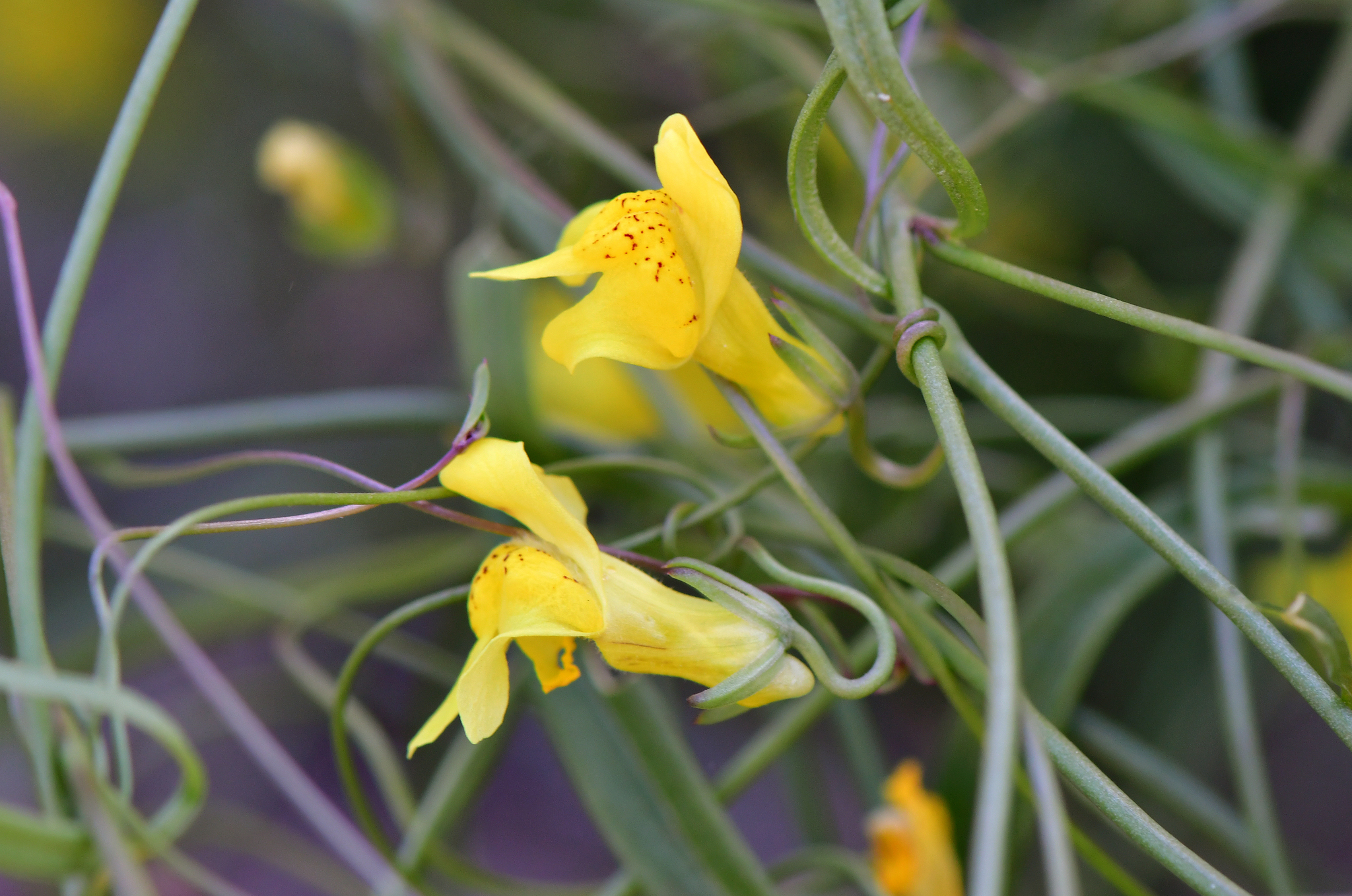Neogaerrhinum filipes