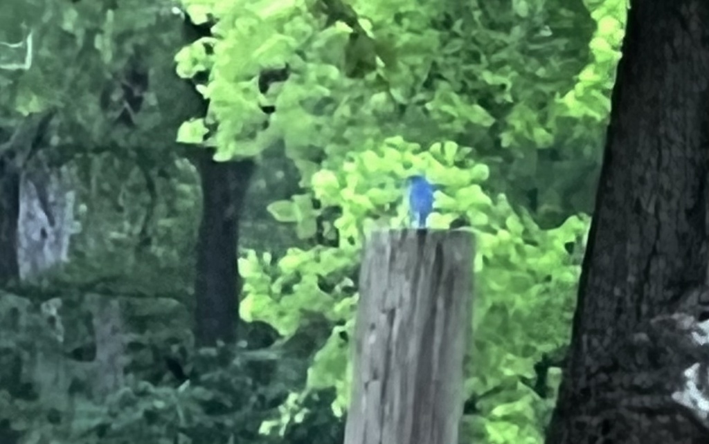Eastern Bluebird from WilsonLedbetter Park, Cameron, TX, US on 30 March, 2023 at 0243 PM by
