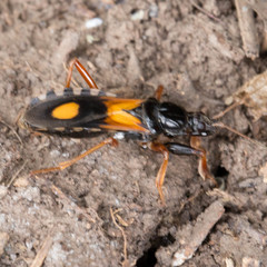 Rasahus biguttatus