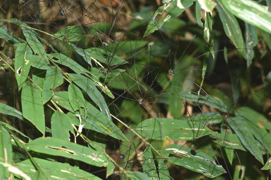 Leiobunum metallicum