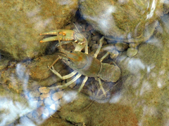 Cambarus bartonii cavatus