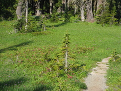 Castilleja parviflora oreopola