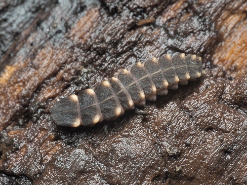 Common glow-worm
