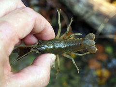 Cambarus bartonii cavatus