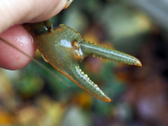 Cambarus bartonii cavatus
