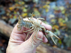 Cambarus bartonii cavatus
