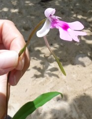 Cynorkis lowiana