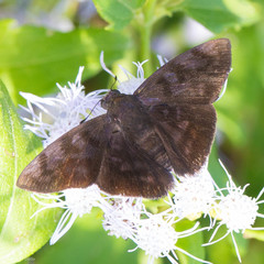 Pellicia arina