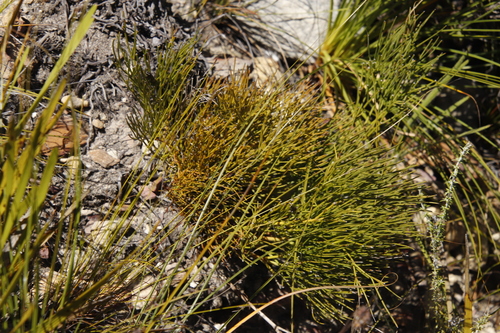 Image of Nanobubon strictum by (c) Tony Rebelo, some rights reserved (CC BY-SA)