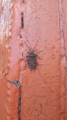 Urochela quadrinotata