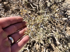 Psorothamnus fremontii