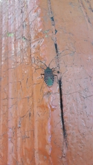 Urochela quadrinotata