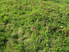 Castilleja parviflora oreopola