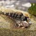 Bull Blenny - Photo (c) Daniel Stange, some rights reserved (CC BY-NC), uploaded by Daniel Stange