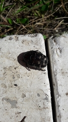 Protaetia brevitarsis