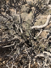 Psorothamnus fremontii