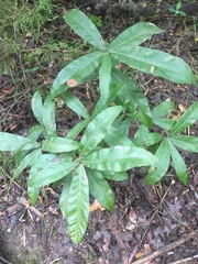 Quercus incana