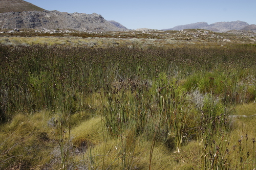 Image of Elegia grandispicata by (c) Tony Rebelo, some rights reserved (CC BY-SA)