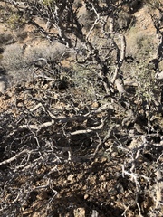 Psorothamnus fremontii