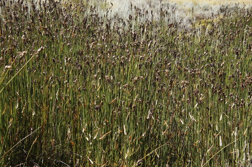 Image of Elegia grandispicata by (c) Tony Rebelo, some rights reserved (CC BY-SA)