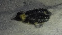 Hemicentetes semispinosus