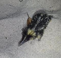 Hemicentetes semispinosus