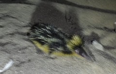 Hemicentetes semispinosus