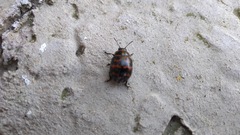 Platyphora congregata