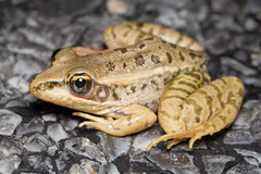 Rio Grande Leopard Frog photo 5