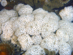Aplousobranchia