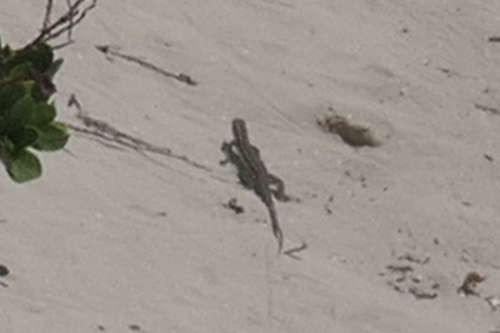 Antigua Bank Groundlizard, Pholidoscelis griswoldi