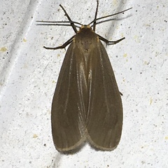 Pagara simplex