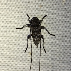 Acanthocinus obsoletus