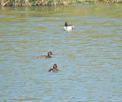 Avistamiento Porrón pardo (Reserva Natural Cantillana)