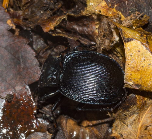 Unicolor Snail-eating Beetle photo 2