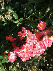 Bombus impatiens