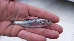 Araucanian Herring photo 1