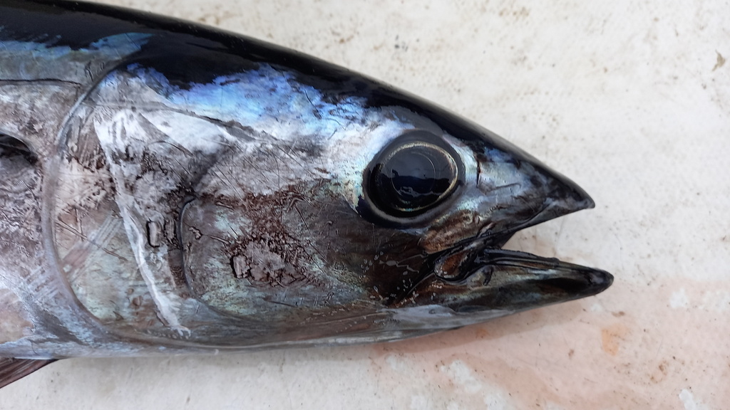 Slender Tunas