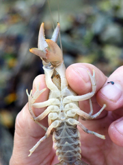 Cambarus bartonii cavatus