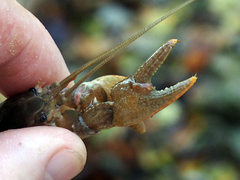 Cambarus bartonii cavatus