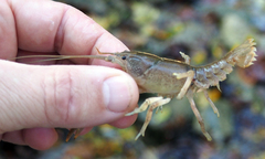 Cambarus bartonii cavatus