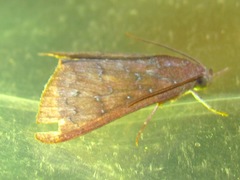 Anomis illita