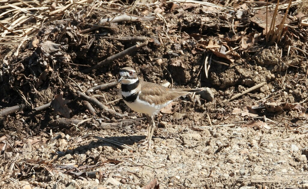 Killdeer from Frederick County, MD, USA on March 30, 2023 at 1133 AM