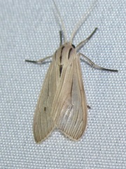 Agaraea semivitrea