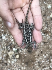 Sceloporus olivaceus