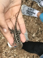 Sceloporus olivaceus