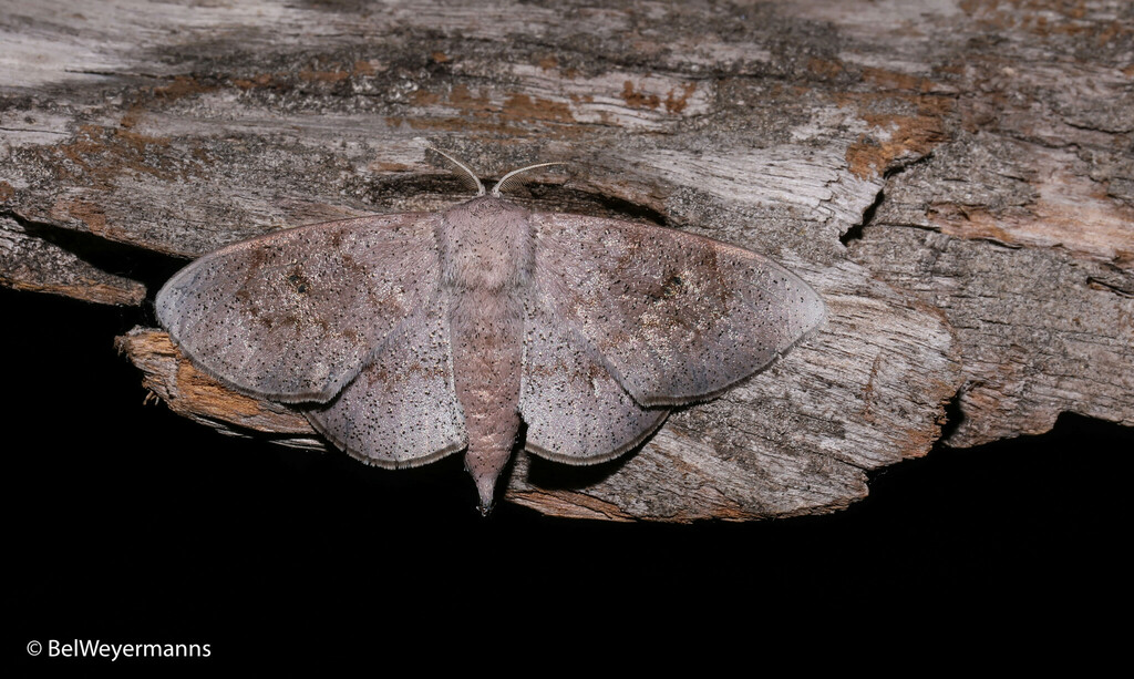 Eadmuna paloa