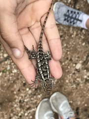 Sceloporus olivaceus