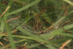 Allagelena difficilis